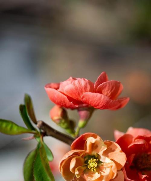 四季海棠花（探索四季海棠花的花语和寓意）