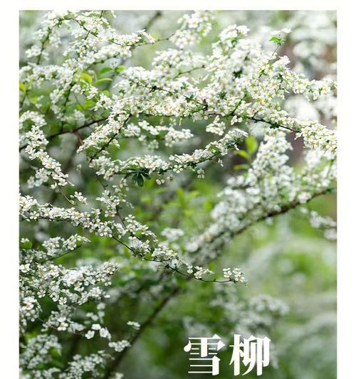 雪柳的花语及其意义（探寻雪柳的美与寓意）