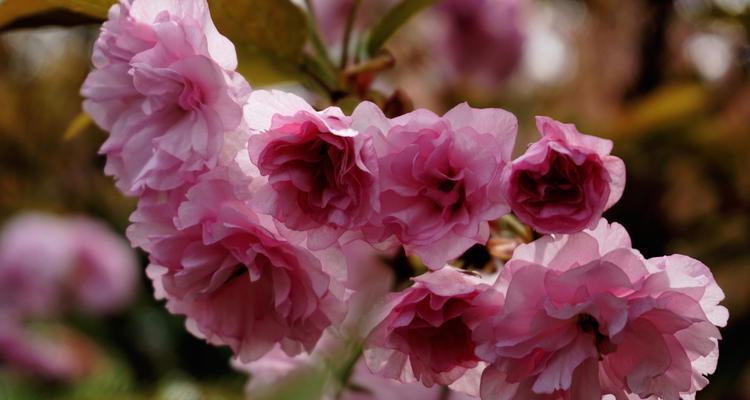 樱花诗的花语及其深远意义（探寻樱花花语与诗意）