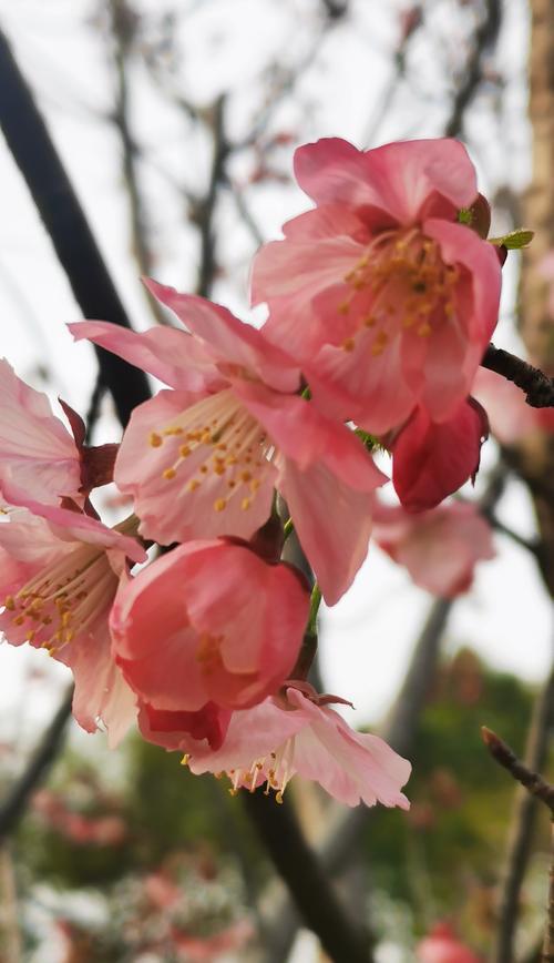 樱花诗的花语及其深远意义（探寻樱花花语与诗意）