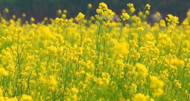 油菜花的花语与寓意（迎接春天的黄海景观）