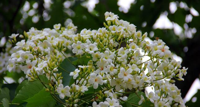 油桐花的花语与意义（探寻油桐花的深层含义）