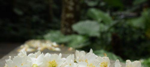 油桐花的花语与意义（探寻油桐花的深层含义）