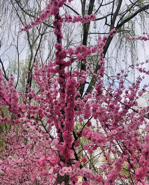 以榆叶梅的花语为主题的文章（探寻榆叶梅的深意）