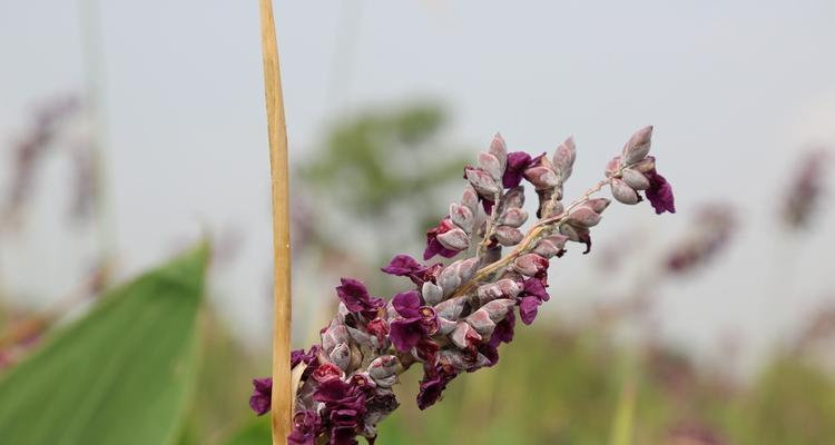 再力花的花语之美——花开如画，芬芳四溢（再力花的花语解读与传承）