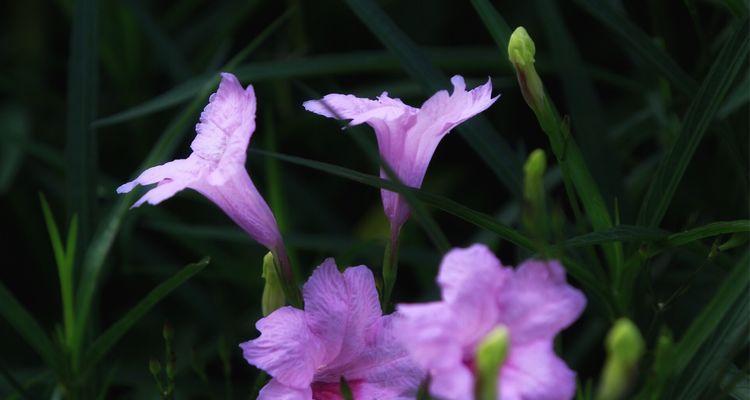 紫花翠芦莉花语解析（紫花翠芦莉花语的意义与象征）