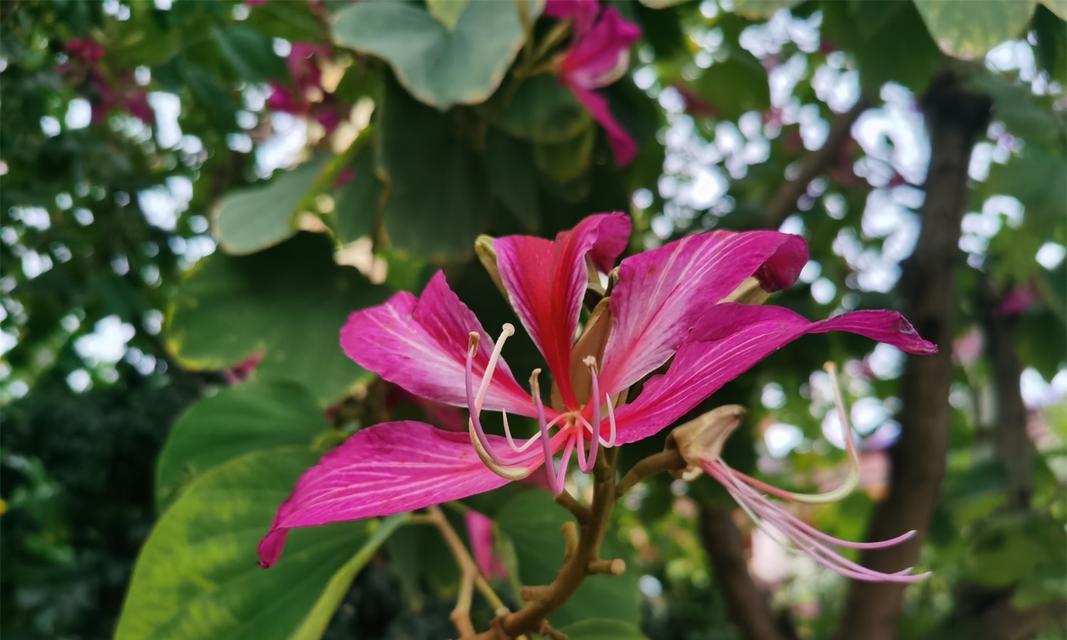 紫荆花的花语及其意义（揭示紫荆花的花语及寓意）