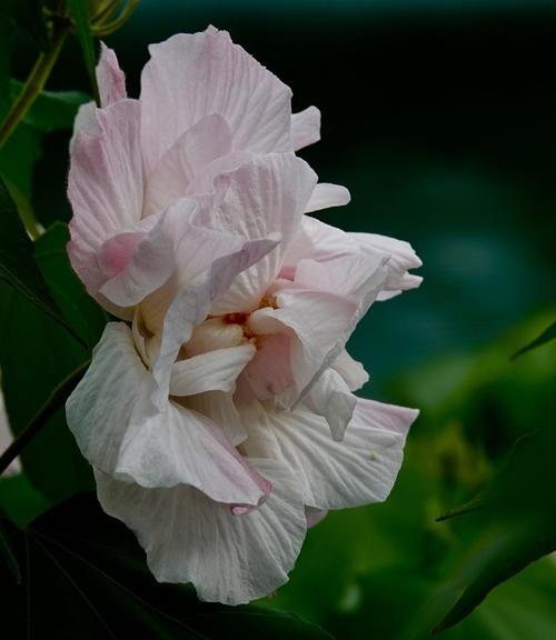 芙蓉之美（唤醒心灵的芙蓉花语）