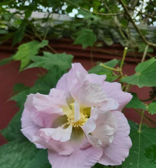 芙蓉花（寓意深远的芙蓉花）