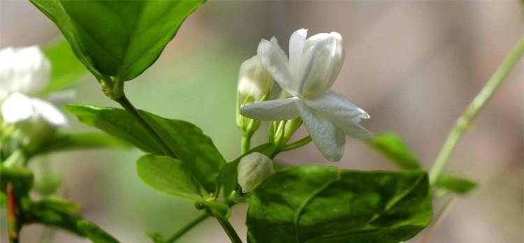 茉莉的花语（茉莉花的美丽）