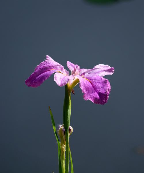 菖蒲的象征及寓意（揭开菖蒲的神秘面纱）