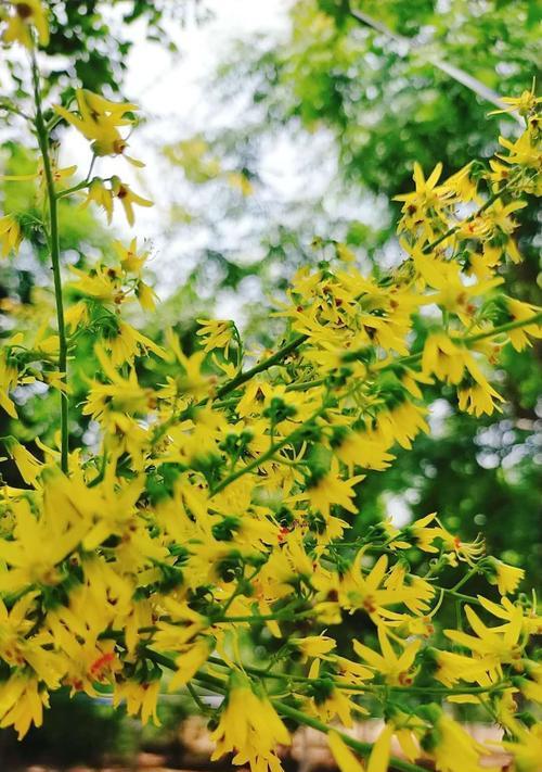 栾树之花语——幸福与希望的象征（领略栾树花朵中的美好）