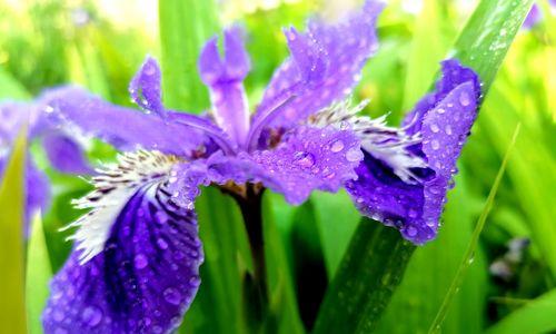 鸢尾的花语（璀璨多彩的鸢尾花）