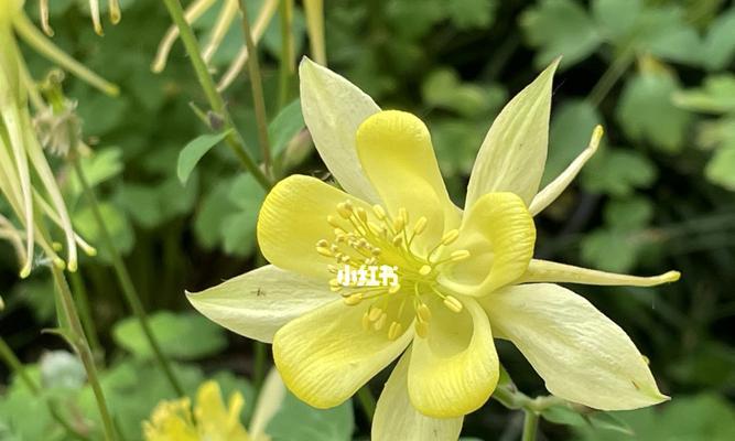 以耧斗菜的花语（用花语探索耧斗菜的内涵）