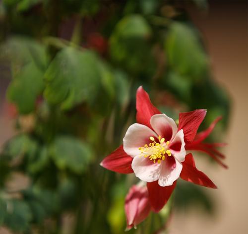 以耧斗菜的花语（用花语探索耧斗菜的内涵）