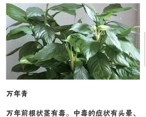 万年青叶子发黄原因分析及应对方法（植物病理）