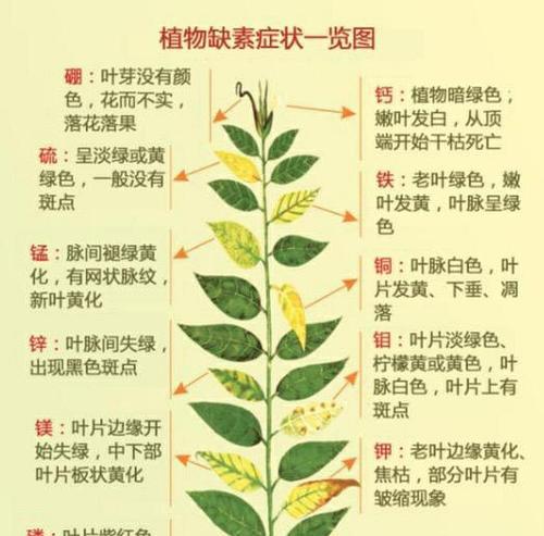 万年青的种植方法详解（时间）