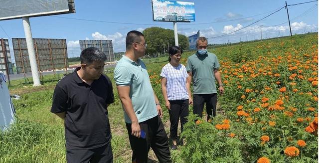 万寿菊病虫害综合防治技术与方法（有效预防病虫害）