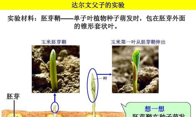 如何选择最佳时间播种万寿菊种子（掌握关键时机）