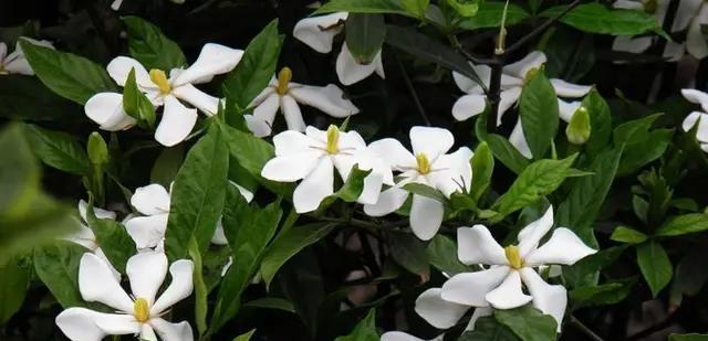 大叶桅子的开花情况（探究大叶桅子的开花周期和特征）