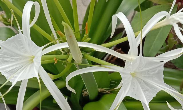 文殊兰开花时间（揭秘文殊兰花期）