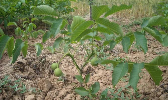 文玩核桃的种植条件和适宜地区（探秘文玩核桃的成长环境和培育技巧）