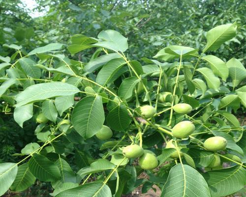 文玩核桃的种植条件和适宜地区（探秘文玩核桃的成长环境和培育技巧）