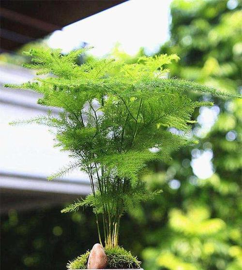 文竹植物全方位介绍（了解文竹的生长习性）