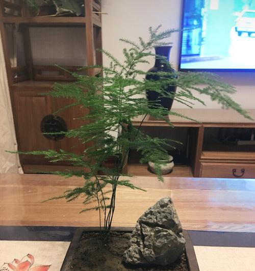 文竹不开花的原因（探究文竹为什么不开花）