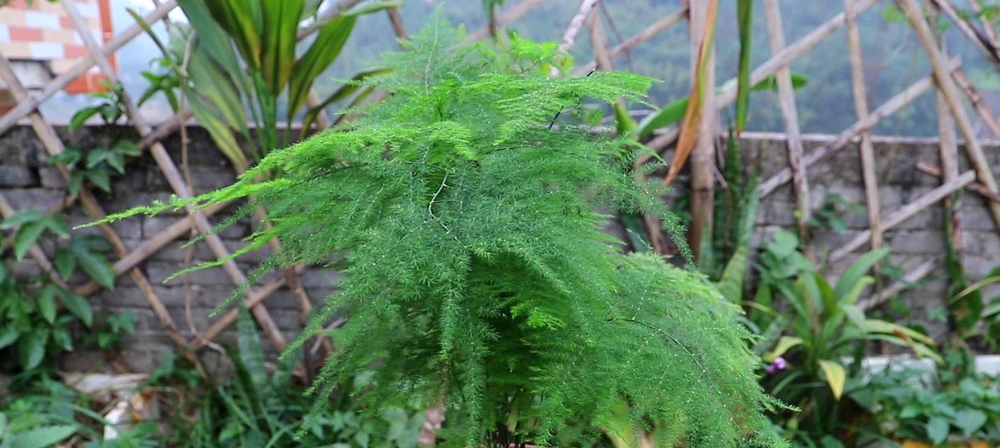 文竹开花全攻略（探秘文竹几年开花）