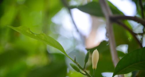 白兰花的象征意义与美丽之谜（以白兰花解读生命的坚韧和纯洁）