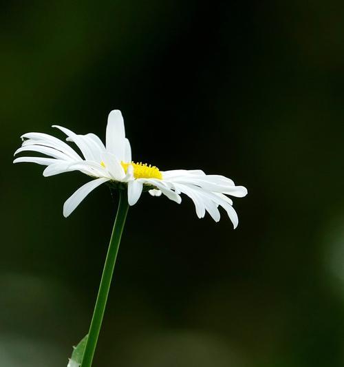 白色雏菊花的花语与含义（探寻白色雏菊花在不同文化中的象征与意义）