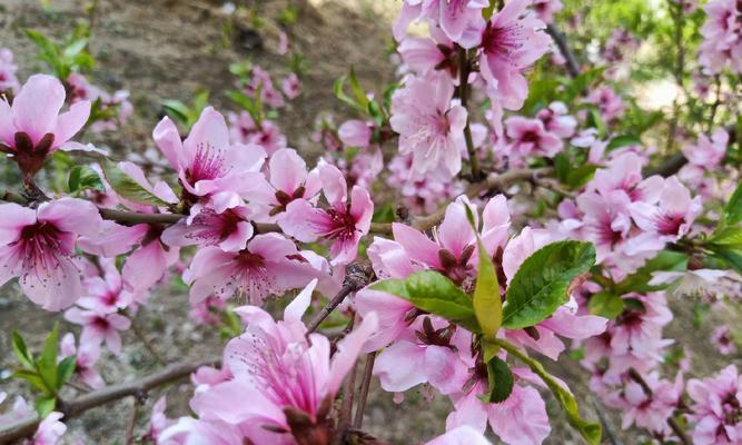 白色桃花的花语与传说（桃花之恋与永恒美丽）