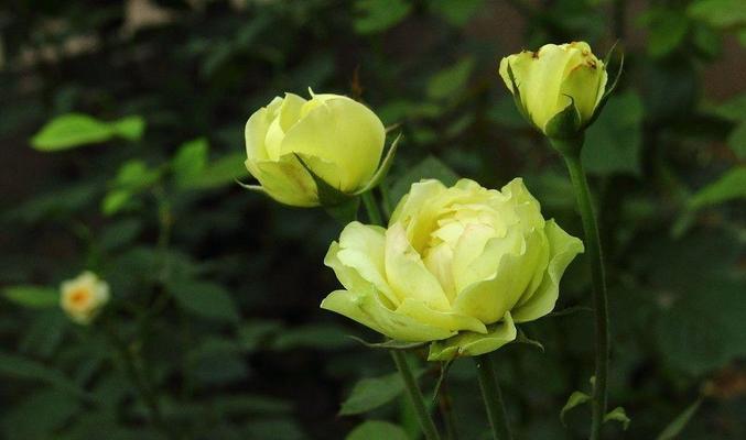 白色月季的花语——纯洁与祝福（探索白色月季背后的花语世界）