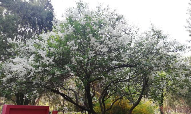 白色紫丁香花语（以花言巧语）