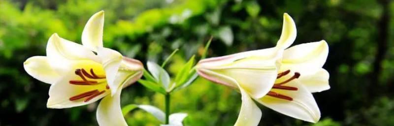 百合花的传说和花语（探秘百合花的神秘力量与美丽寓意）