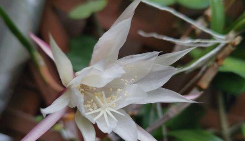 昙花种类及其寓意大揭秘（探索昙花的丰富意蕴）