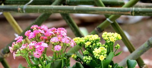 长寿花——生命的象征（探索长寿花的寓意与美丽）