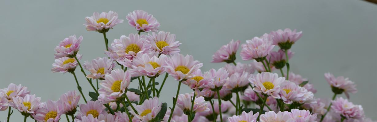 长寿菊的花语（长寿菊的花语寓意和传承）