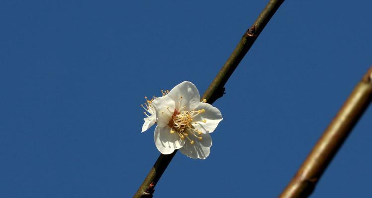 冬日梅花的象征意义（梅花）