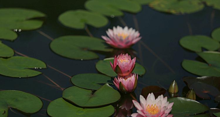 各色睡莲花语之美丽诠释（探寻各色睡莲背后的隐含信息）