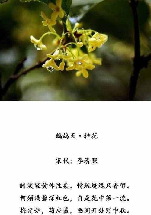 桂花的花语及其传说（桂花花语寓意与文化传承）