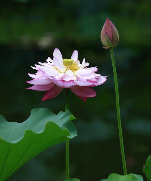 荷花花语的含义及传承（探寻荷花的美丽与寓意）