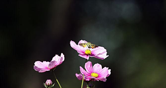 黑色波斯菊花语（探索黑色波斯菊的花语）