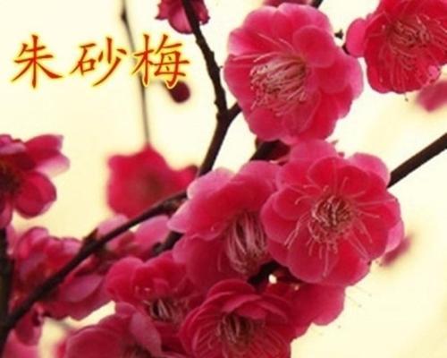 红梅花的花语及意义解析（红梅花花语的深刻内涵与文化意义）