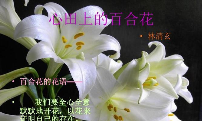 黄金霸百合的花语与寓意（探寻黄金霸百合的深意与象征）