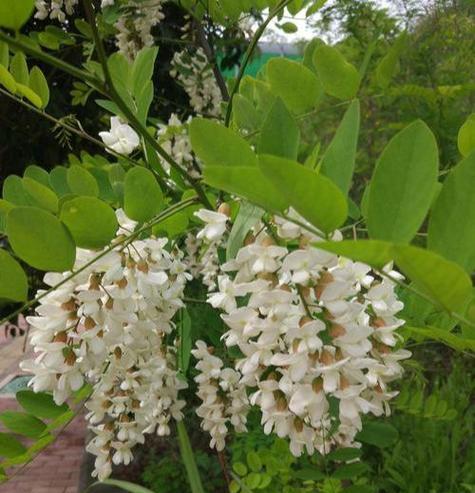 迷惑花的真相（深入了解和洋槐花的“兄弟姐妹”们）