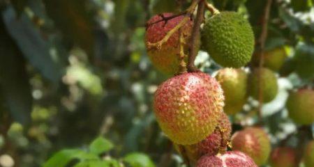 河北种荔枝（解析河北种植荔枝的地理、气候与市场优势）