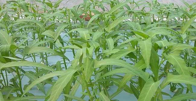 河南空心菜种植指南（从种植时间到收获技巧）