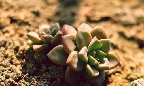 河沙土壤适合种什么植物（探究适宜河沙土壤的植物种类）